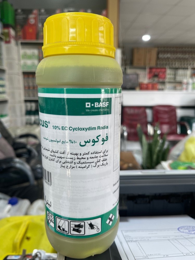 فوکوس باسف آلمان